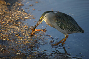Mangrovenreiher / Green-backed heron / Butorides striatus...Grasfrosch / European common frog / Rana temporaria