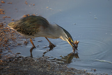 Mangrovenreiher / Green-backed heron / Butorides striatus...Grasfrosch / European common frog / Rana temporaria