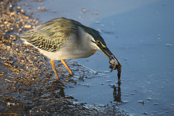 Mangrovenreiher / Green-backed heron / Butorides striatus...Grasfrosch / European common frog / Rana temporaria