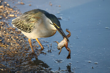 Mangrovenreiher / Green-backed heron / Butorides striatus...Grasfrosch / European common frog / Rana temporaria