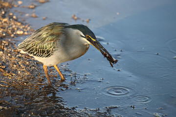 Mangrovenreiher / Green-backed heron / Butorides striatus...Grasfrosch / European common frog / Rana temporaria
