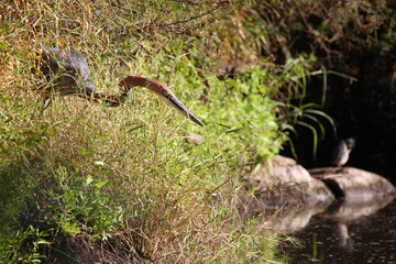 Goliathreiher / Goliath heron / Ardea goliath.