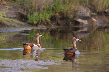 Nilgans / Egyptian goose / Alopochen aegyptiacus..