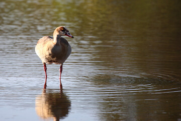 Nilgans / Egyptian goose / Alopochen aegyptiacus..