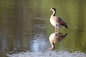 Nilgans / Egyptian goose / Alopochen aegyptiacus..
