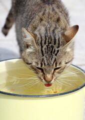 Striped cute cat drinks water in hot summer.