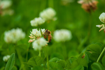シロツメクサにとまるミツバチ
