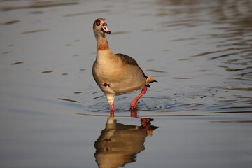 Nilgans / Egyptian goose / Alopochen aegyptiacus..