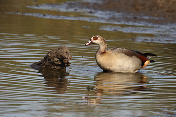 Nilgans / Egyptian goose / Alopochen aegyptiacus..