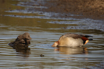 Nilgans / Egyptian goose / Alopochen aegyptiacus..