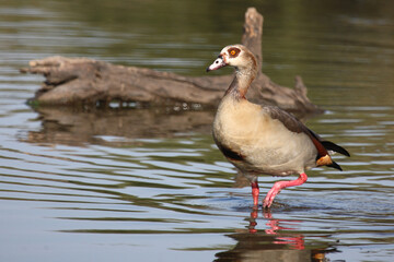 Nilgans / Egyptian goose / Alopochen aegyptiacus..