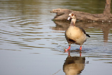 Nilgans / Egyptian goose / Alopochen aegyptiacus..