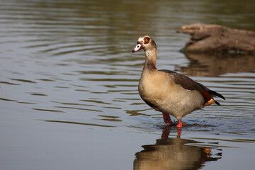 Nilgans / Egyptian goose / Alopochen aegyptiacus..