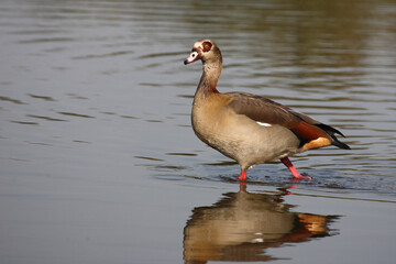 Nilgans / Egyptian goose / Alopochen aegyptiacus..