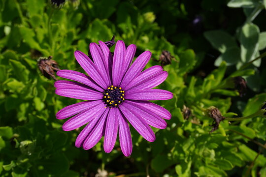 Aster