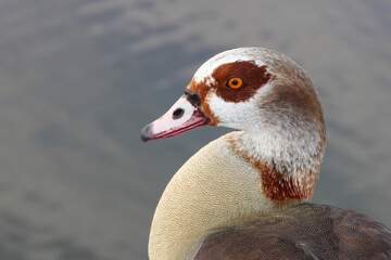 Nilgans / Egyptian goose / Alopochen aegyptiacus..