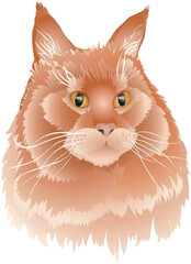 Red cat Maine Coon vector color image