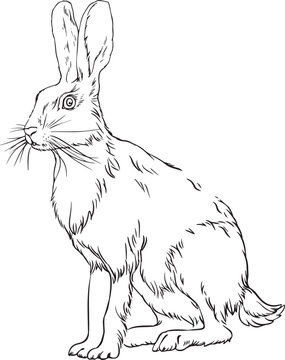 Hare vector black and white image for coloring books
