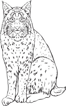 Drawing a lynx in lines vector image
