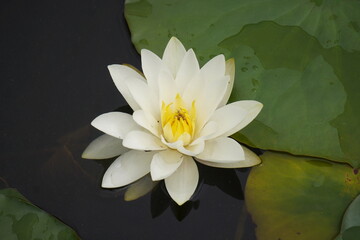 water lily