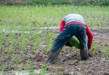 farmer working in field