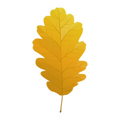 Vector illustration of an autumn oak leaf isolated on background.