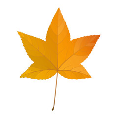 Vector illustration of an autumn sweet gum tree leaf isolated on background.