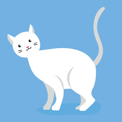 Fototapeta na wymiar adult cat on a blue background