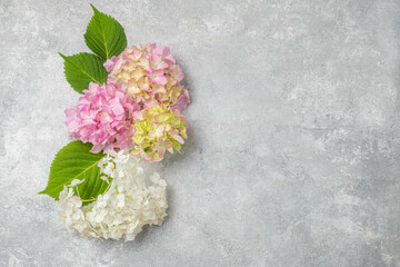 Lush inflorescences of pink and white hydrangea and green leaves on a gray background.