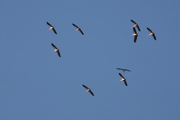 Nimmersatt / Yellow-billed stork / Mycteria ibis.
