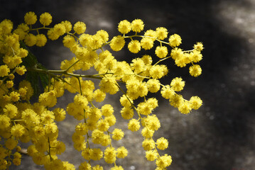 Mimosa