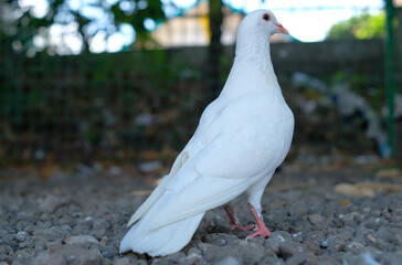 Fototapeta premium White pigeon - Close up detail of White Pigeon. Pigeon isolated