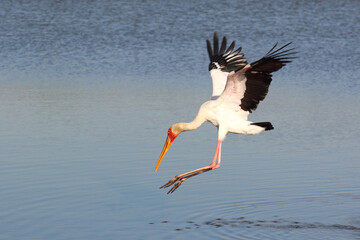 Nimmersatt / Yellow-billed stork / Mycteria ibis.