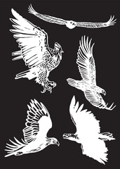 Vector set of eagles on black isolated ,graphical illustration,ornitology concept. Bald eagle as symbol of America