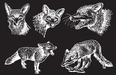 Vector set of foxes on black isolated,forest animal drawing,graphical illustration