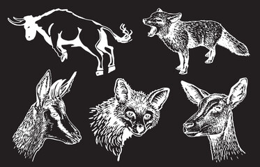 Vector set of animals on black isolated, graphical fox, deer and bull .Wild animals collection