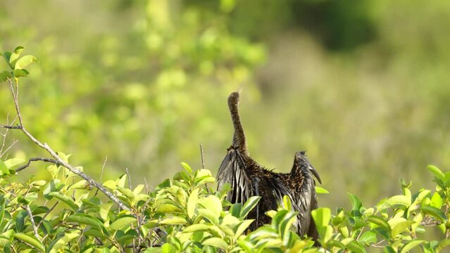 an anhinga bird flaps its wings while resting on a pond apple tree at the everglades national park in florida, usa