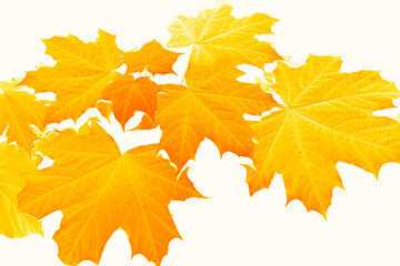 Bright colorful autumn leaves. nature