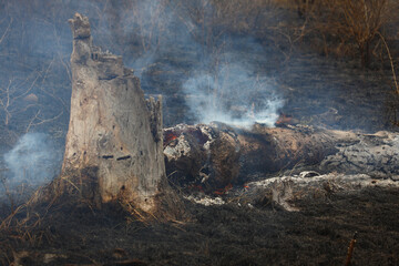 Afrikanischer Busch - Krügerpark - Buschfeuer / African Bush - Kruger Park - Bushfire /
