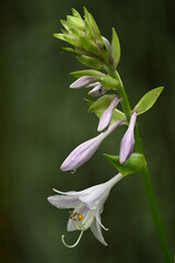 Obraz premium オオバギボウシ(large pale purple flowers)