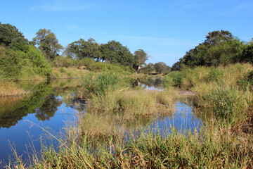 Afrikanischer Busch - Krügerpark - N`wanetsi River / African Bush - Kruger Park - N`wanetsi River /