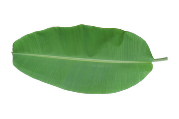 Green banana leaf isolated on transparent background - PNG format.