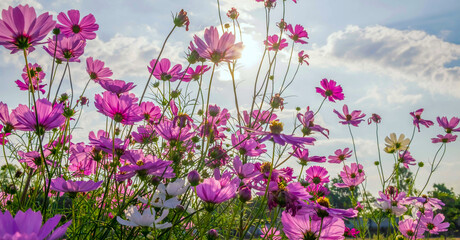 Cosmos flower background and blue sky