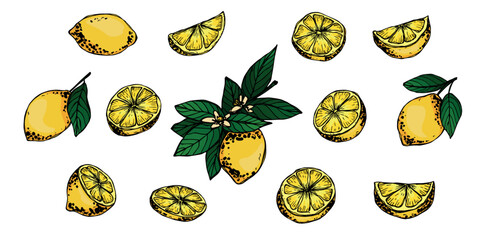 Vector set of lemon clipart. Hand drawn citrus icon. Fruit illustration. For print, web, design, decor, logo.