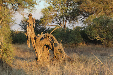 Afrikanischer Busch - Krügerpark / African Bush - Kruger Park /
