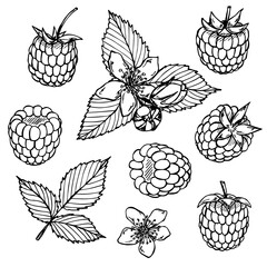 Vector set of raspberry clipart. Hand drawn berry icon. Fruit illustration. For print, web, design, decor, logo.