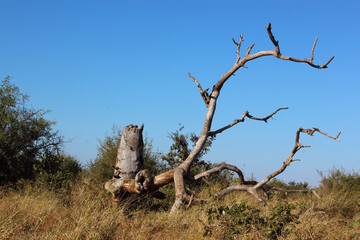 Krüger Park - Afrikanischer Busch - Baumstamm / Kruger Park - African bush - Tree-trunk /
