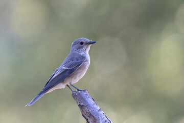 Spotted Flycatcher Muscicapa striata perched in close view