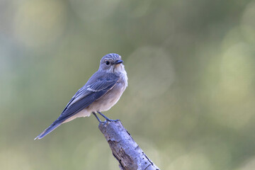 Spotted Flycatcher Muscicapa striata perched in close view