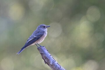 Spotted Flycatcher Muscicapa striata perched in close view